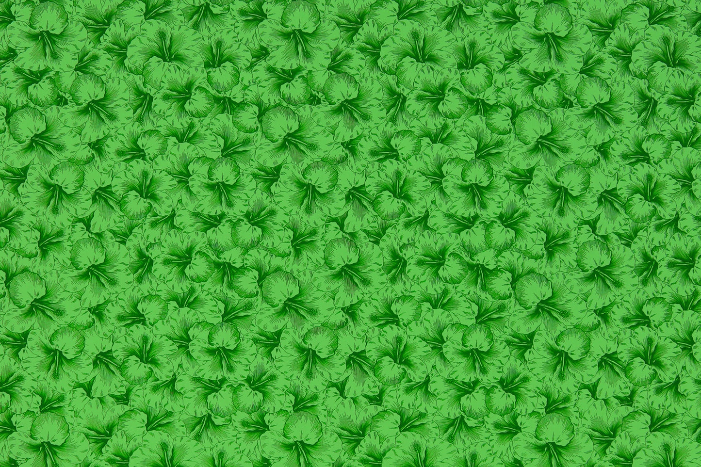 PAB1076 Kiwi
