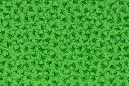 PAB1076 Kiwi