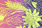 PBB2717 Yellow/Purple