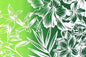 PBB2747 Green/Ivory