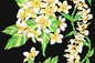 PBB2748 Black