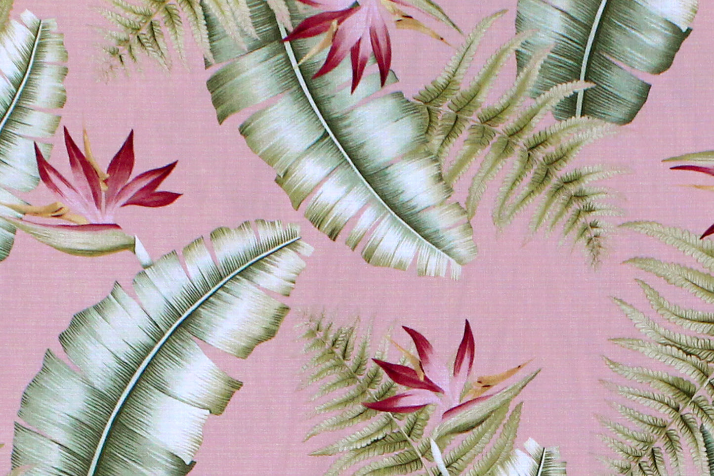 TAB0058 Coral
